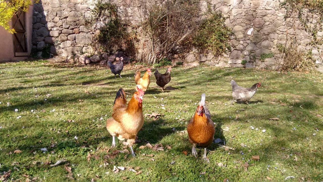 El Moli D'En Sola-Allotjaments Rurals La Vall de Bianya Kültér fotó