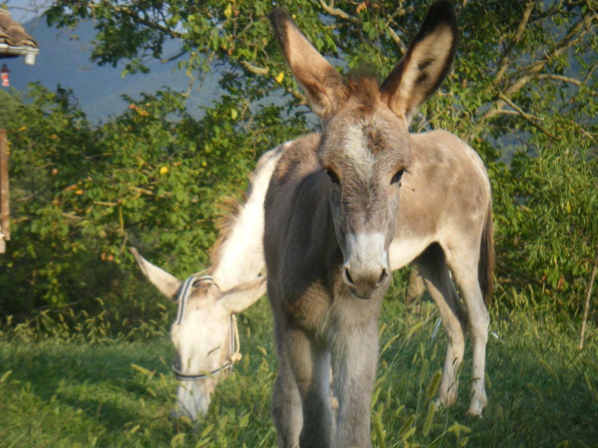 El Moli D'En Sola-Allotjaments Rurals La Vall de Bianya Kültér fotó
